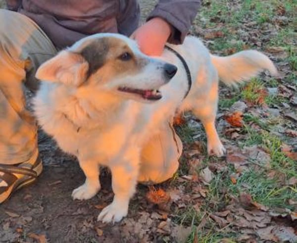 ZURi 😍 sucht ein Körbchen