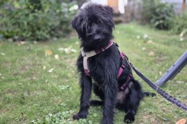 Zoe - wartet in 33154 Salzkotten