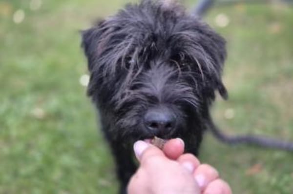 Zoe - wartet in 33154 Salzkotten