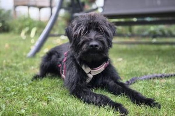 Zoe - wartet in 33154 Salzkotten