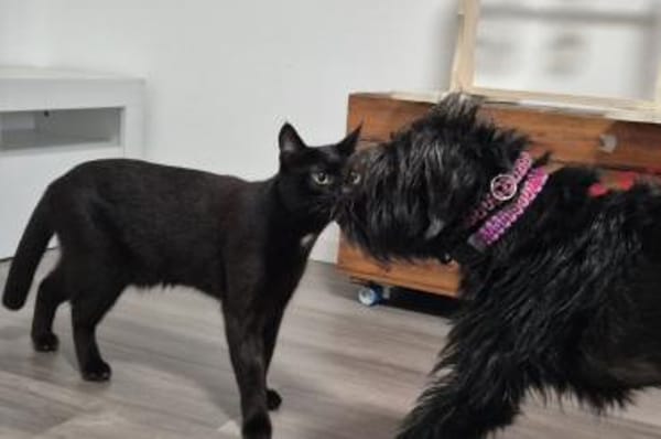 Zoe - wartet in 33154 Salzkotten