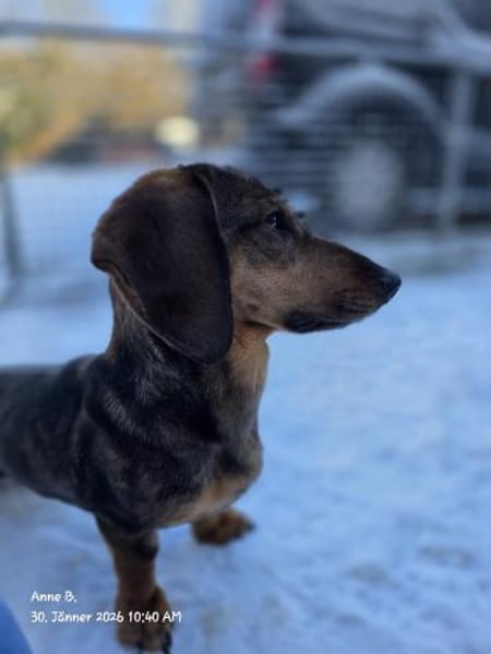 Dackelmädel sucht nette Menschen