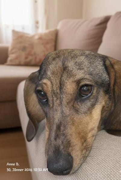 Dackelmädel sucht nette Menschen