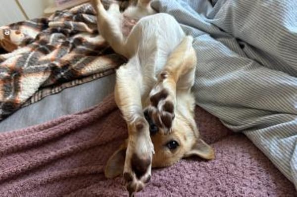 Mira 💗 wartet in 48153 Münster