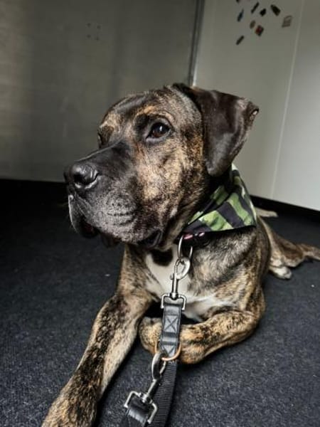 Lieber Mafia sucht seine Menschen.