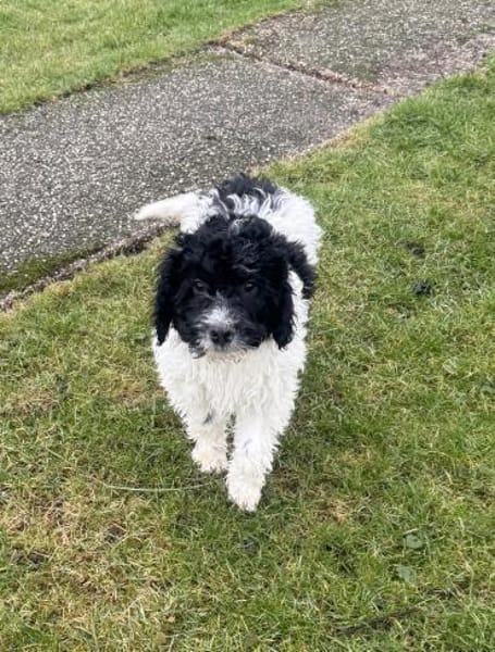 Gizmo ein sehr verschmustes Kerlchen