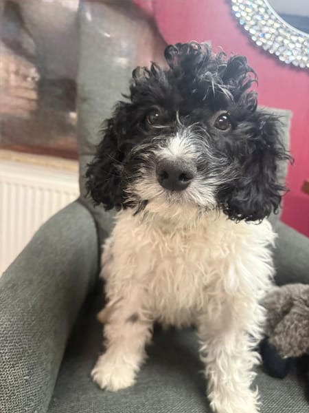 Gizmo ein sehr verschmustes Kerlchen