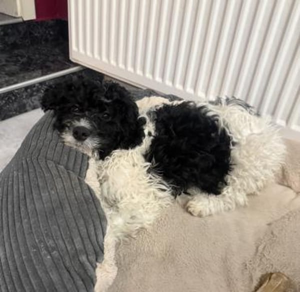 Gizmo ein sehr verschmustes Kerlchen