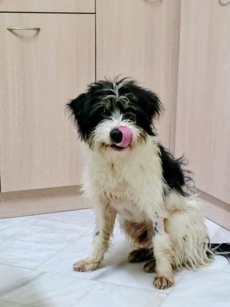 Floki möchte die Welt entdecken!