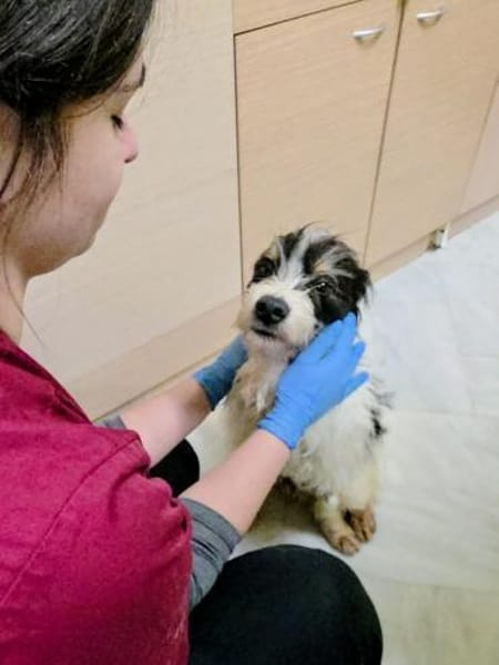 Floki möchte die Welt entdecken!