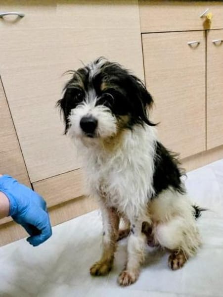 Floki möchte die Welt entdecken!