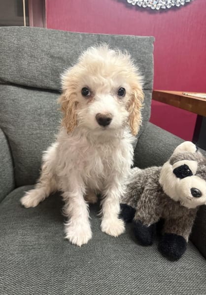 Kleines Mädchen sucht Körbchen