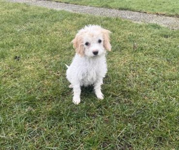 Kleines Mädchen sucht Körbchen