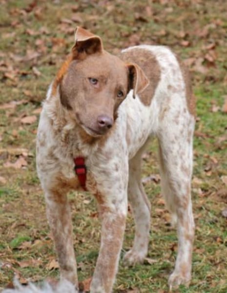 Taavi ist ein treuer Begleithund