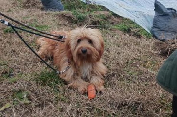 Ninno - wartet in 64347 Griesheim