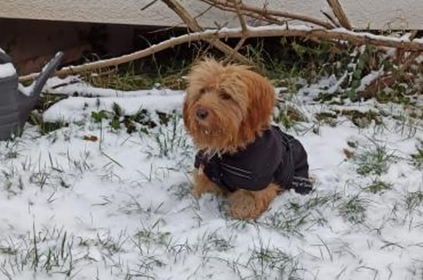 Ninno - wartet in 64347 Griesheim