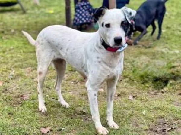 SERRALA - auf Pflegestelle in NRW