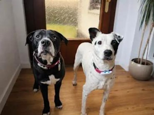 SERRALA - auf Pflegestelle in NRW