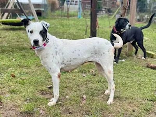 SERRALA - auf Pflegestelle in NRW