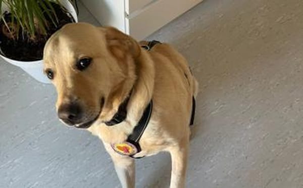 Aufgeschlossener Pinkman sucht Familie