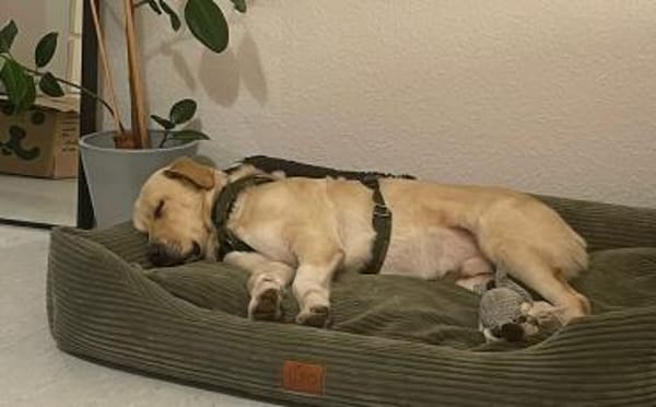 Aufgeschlossener Pinkman sucht Familie