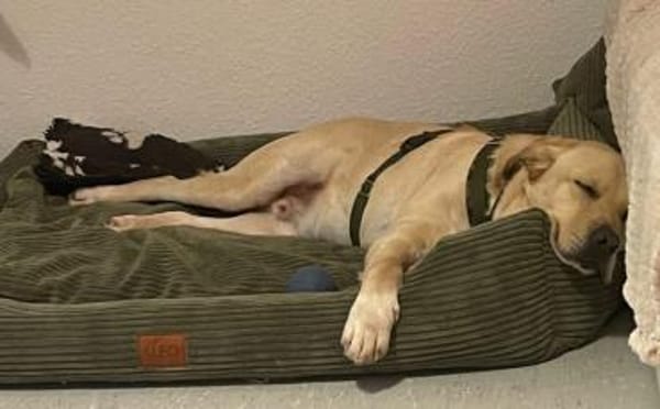 Aufgeschlossener Pinkman sucht Familie