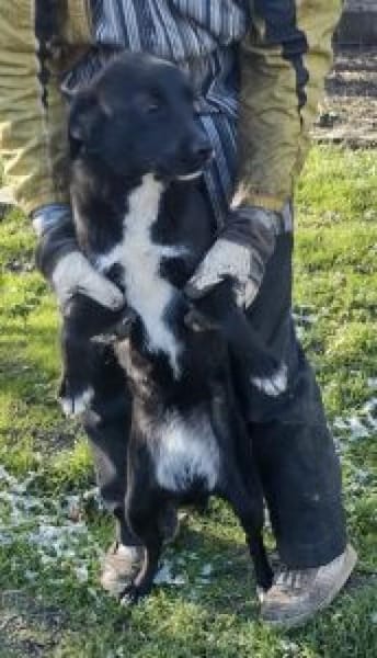 Velia 44 cm (Pflegestelle)