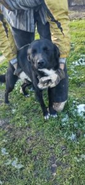 Velia 44 cm (Pflegestelle)