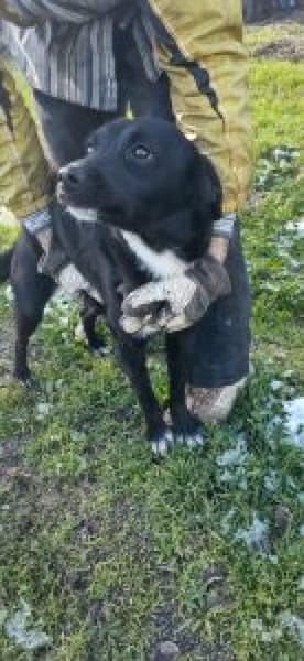 Velia 44 cm (Pflegestelle)