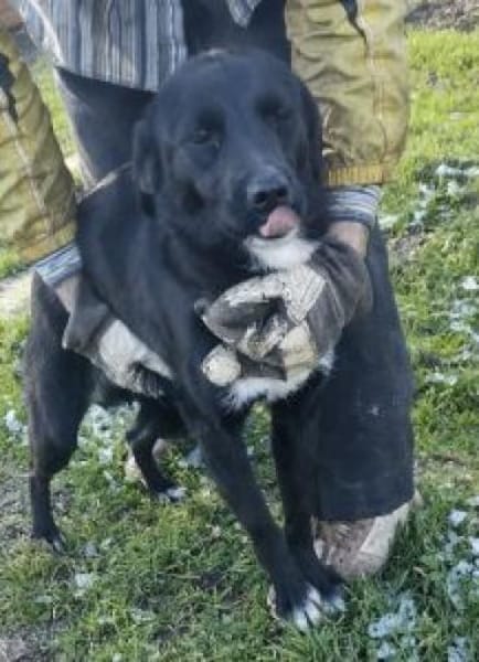 Velia 44 cm (Pflegestelle)