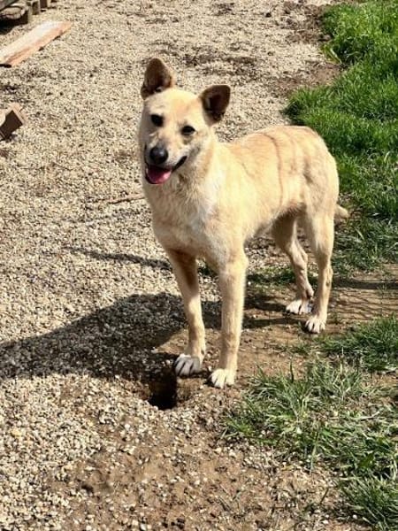 Sanfte💕 Deer 💕sucht Familie (E)