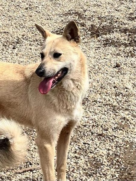 Sanfte💕 Deer 💕sucht Familie (E)