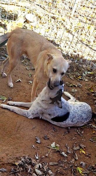 Sanfte💕 Deer 💕sucht Familie (E)