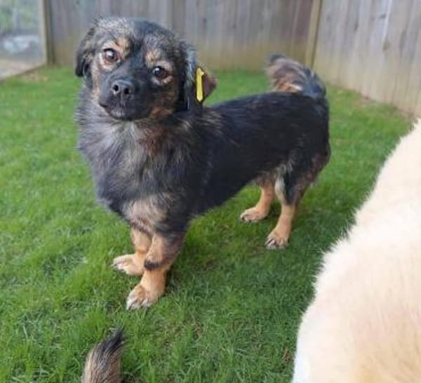 💛 Kira  kleines Herz sucht großes Glüc