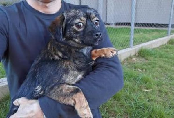 💛 Kira  kleines Herz sucht großes Glüc