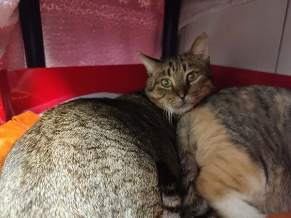 BANG QCT (j'ai trouvé ma famille)