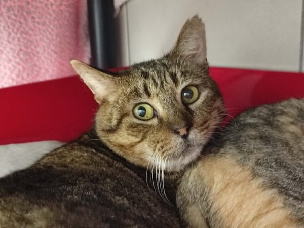 BANG QCT (j'ai trouvé ma famille)