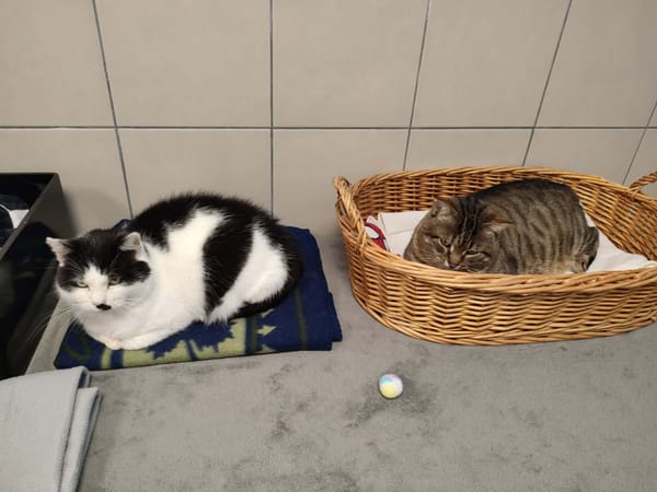 DEADPOOL QCT (a trouvé sa famille)