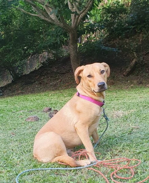 BULMA, Femelle junior Berger Créole