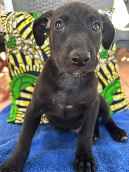 GUIZMO, Chiot mâle Croisé Labrador