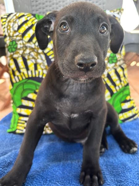 GUIZMO, Chiot mâle Croisé Labrador