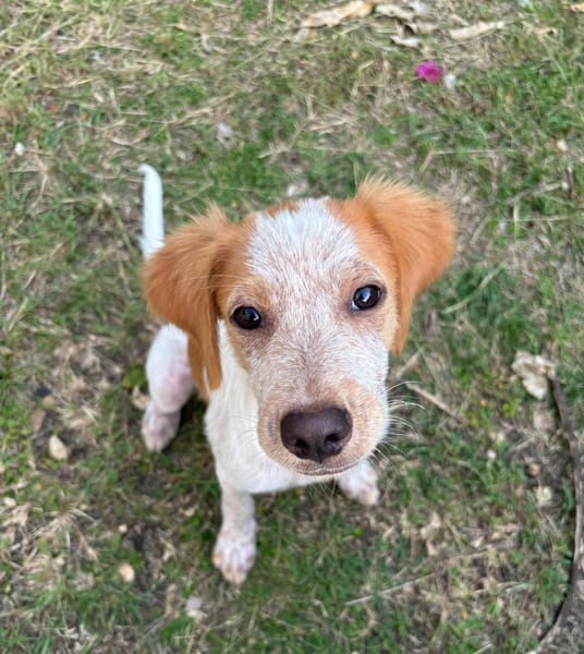 ACAÏ, chiot femelle Croisée Épagneul