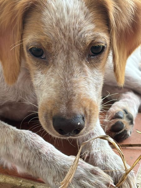 ACAÏ, chiot femelle Croisée Épagneul