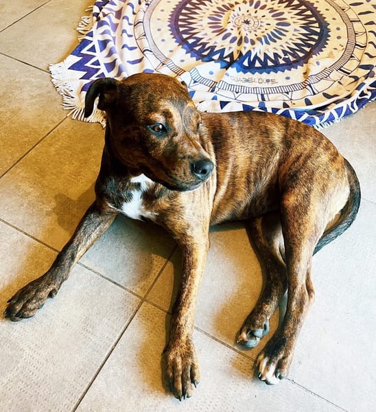 DIAMOND, Chiot Femelle Croisée Créole