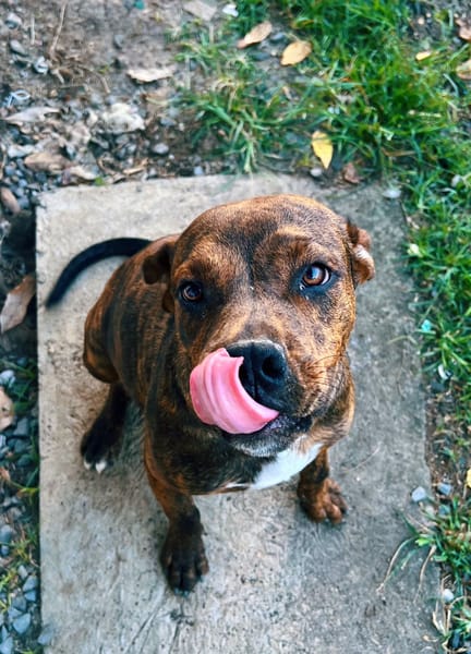 DIAMOND, Chiot Femelle Croisée Créole