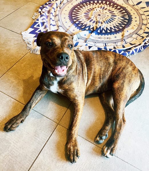 DIAMOND, Chiot Femelle Croisée Créole