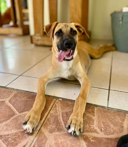 🐾 À L’ADOPTION – CASSIA 🐾