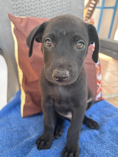 LOCKY, Chiot mâle Croisé Labrador