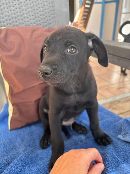 LOCKY, Chiot mâle Croisé Labrador