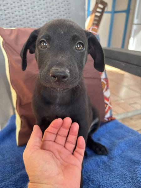 LOCKY, Chiot mâle Croisé Labrador